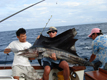 Click image for larger version

Name:	sailfish.JPG
Views:	1049
Size:	30,5 KB
ID:	1754346