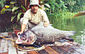 Click image for larger version

Name:	Siamese_Carp 04.jpg
Views:	1040
Size:	31,2 KB
ID:	1754347