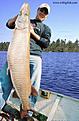 Click image for larger version

Name:	muskie56incher2.jpg
Views:	684
Size:	37,6 KB
ID:	1789879